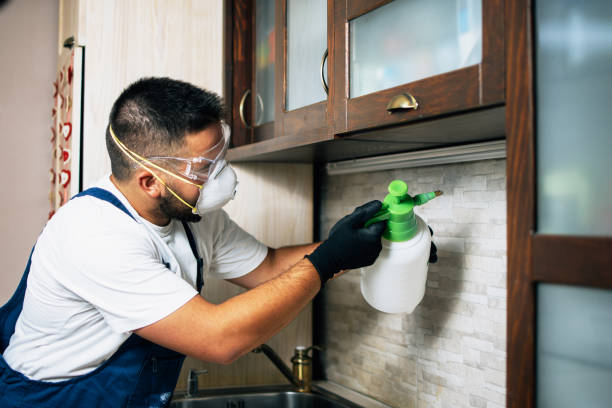 Best Wasp Removal Services  in St Paul, VA