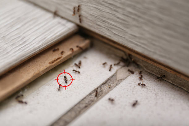 Best Affordable Pest Control Services  in St Paul, VA