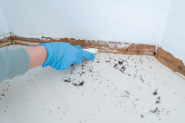 Best Ant Control Services  in St Paul, VA