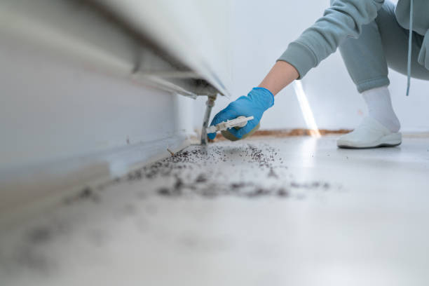 Best Insect Control  in St Paul, VA