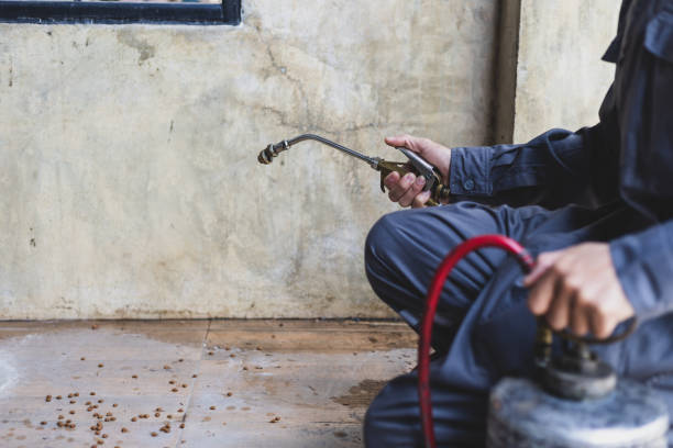 Best Emergency Pest Control  in St Paul, VA